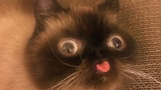 ˏˋ Cats Meme No Thumbnailmore Than A Loopultime Post