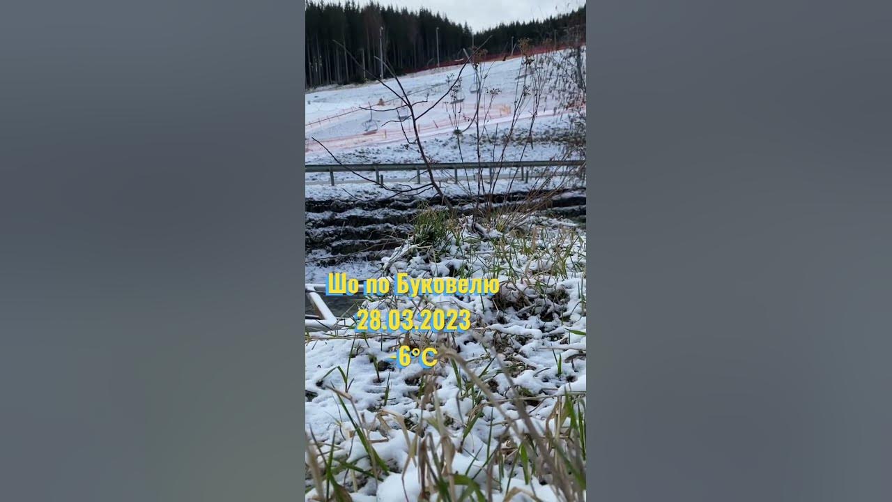 Сніг на зеленому листі / Погода в Буковелі сьогодні /Bukovel weather ...