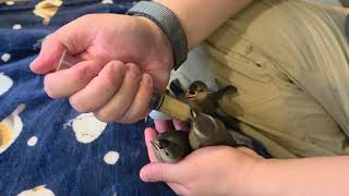Feeding java finches  - (Day 33)