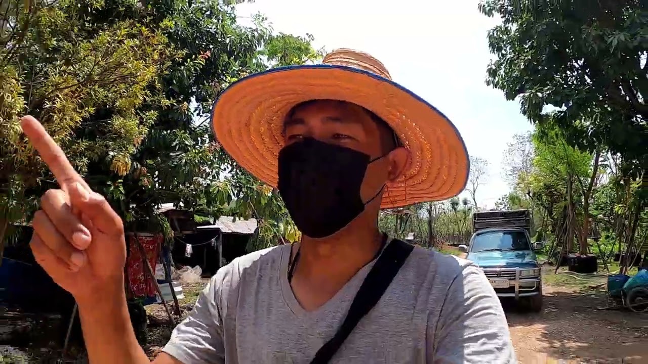 เลือกซื้อต้นไม้ขุดล้อม ที่ ถนนเส้น อ.บ้านนา นครนายก สระบุรี