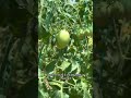 4 Tomato growing conditions #tomatoplanting #plant7373178969966923050