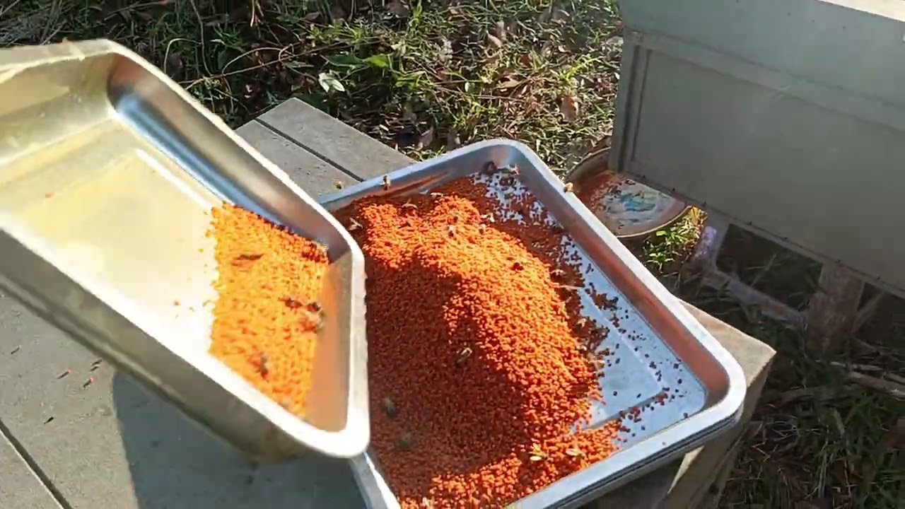 It's time to collect pollen and dry it in the sun.