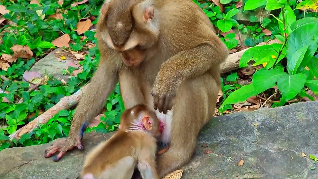 Wow!! What happen to baby Leo? What baby Leo do on father Tom when he come to visits