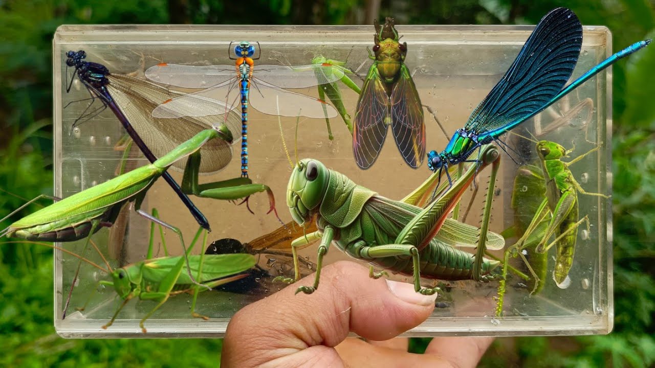 Catcing Insects catch insects, mantis, grasshopper, damselfly, katydid, cicada - YouTube