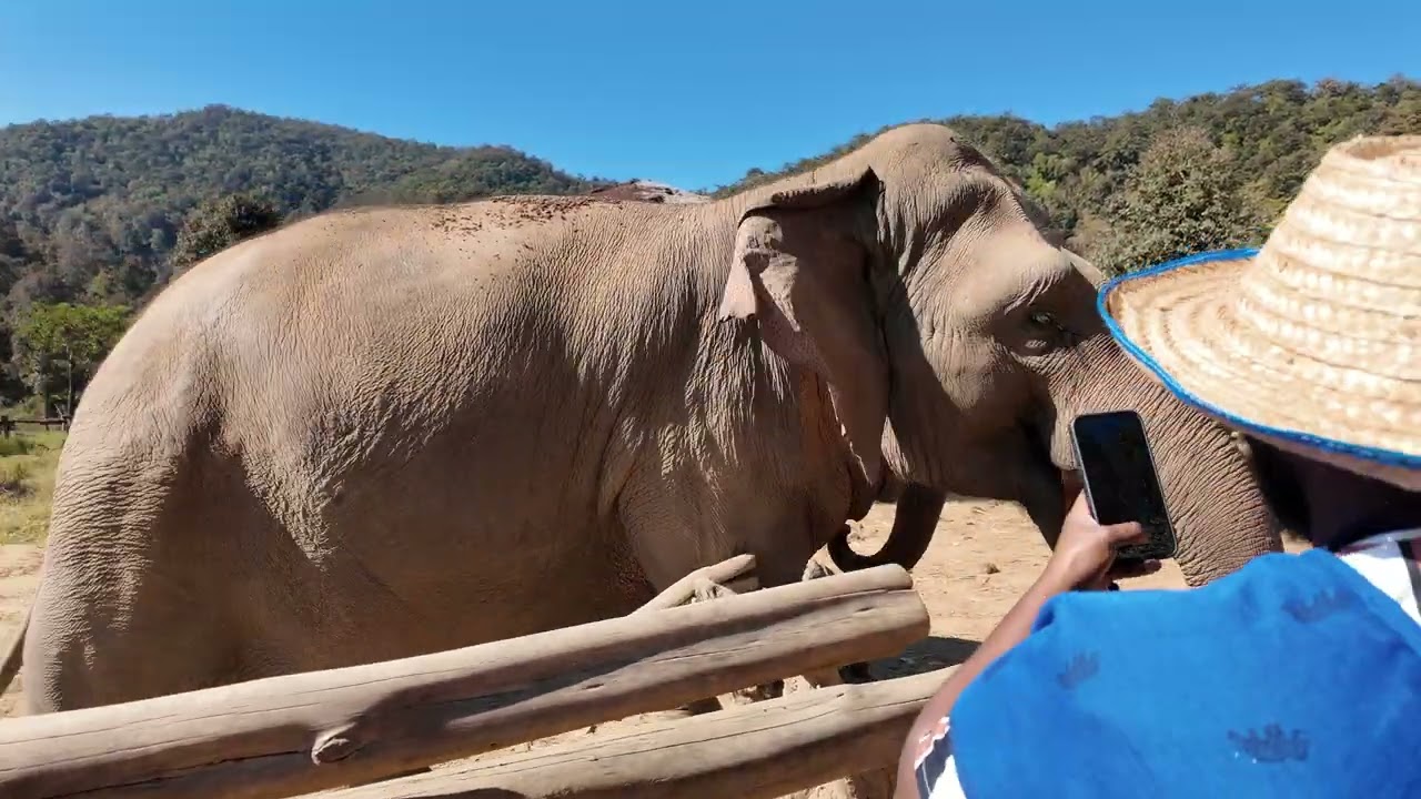 Elephant Sanctuary in Chiang Mai Thailand 