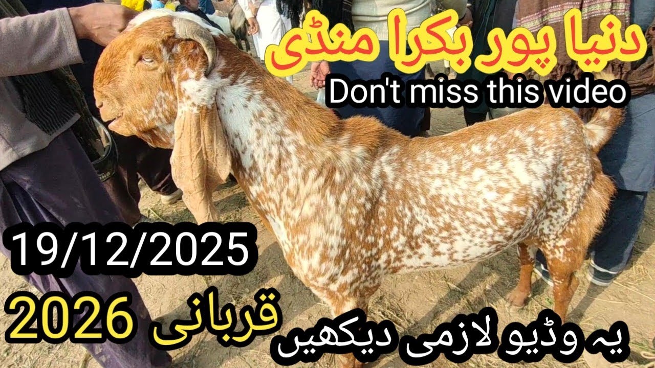 Duniyapur Bakra mandi latest update, 19/12/2025 | 2026دنیا پور بکرا منڈی قربانی 