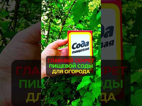 Вы 100% этого