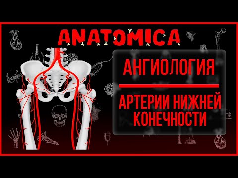 Бедренная артерия и её ветви / Артерии нижней конечности / Ангиология