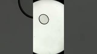 Tap water under the microscope! (You will be surprised!) screenshot 4