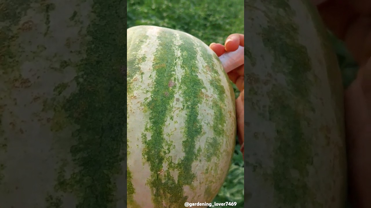 fruit farming 🍉🍈🍋‍🟩🍋‍🟩🍉 