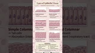 Types of Epithelial Tissue | Classification, Functions &amp; Easy Mnemonic