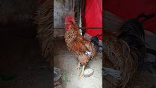 Meu Galo Frisado Caipira De Grande Porte