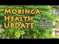 Moringa HEALTH Update