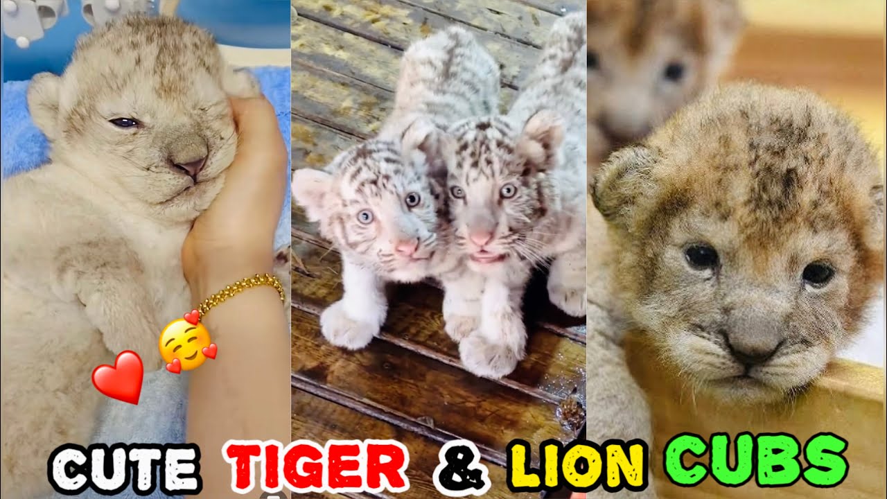 Cute Funny Tiger and lion Cubs Compilation |Roar & Howl | 