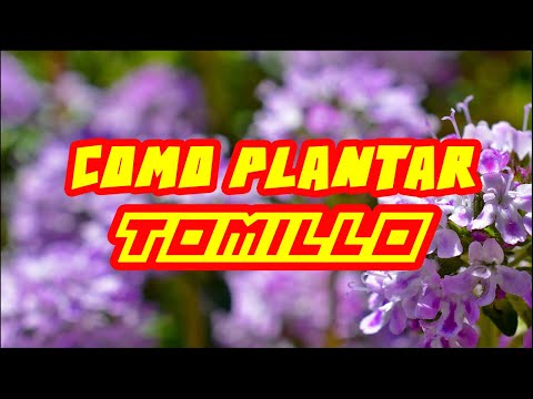 Cómo plantar TOMILLO | Aromáticas y Medicinales | Locos por la Huerta
