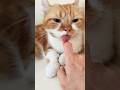 Bumbu Cinta Kittenku 😸✌️#cutecat #catlover #cat #kitten #ilovecats