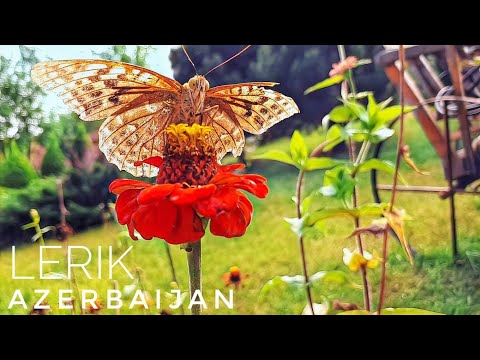 Lerik Azerbaijan - İstirahət Videosu - Kəpənəklər  (Butterflies) Asmr - Relaxing video - Лерик