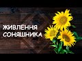 Правильна система живлення для соняшника.  Рекомендації по внесенню добрив від компанії Макош