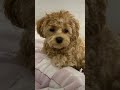 #犬#かわいい