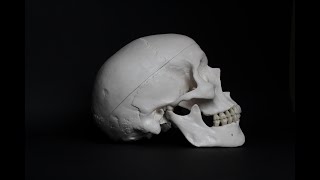 Human Anatomy Ch 7 Axial Skeleton P1