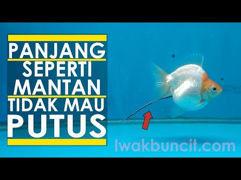 Video: Kotoran Apung: Penyebab, Diagnosis & Pencegahan