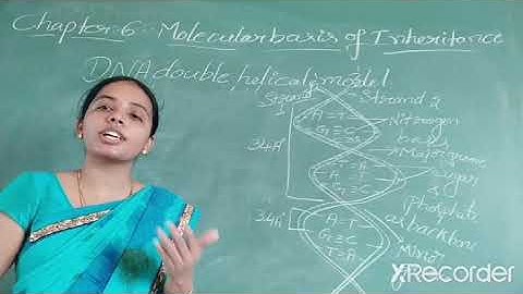II PU REGULAR TOPIC: MOLECULAR BASIS OF INHERITANCE PART-2