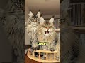 The Gentle Giants of the Cat World.#shorts #animals #cat #pets #mainecoon