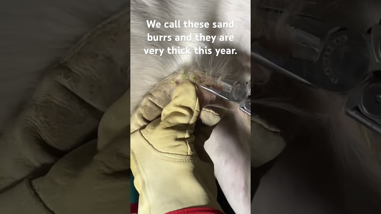 Removing sand burrs.