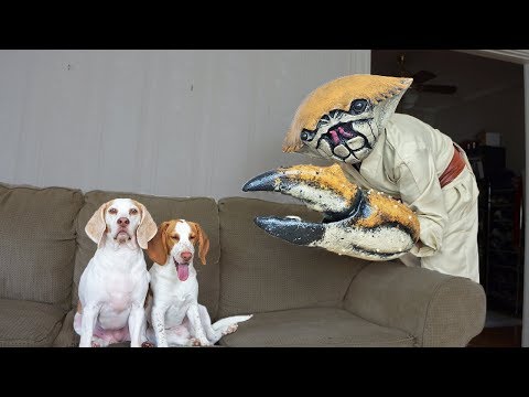 dogs-vs-crab-man-prank:-funny-dogs-maymo-&-potpie
