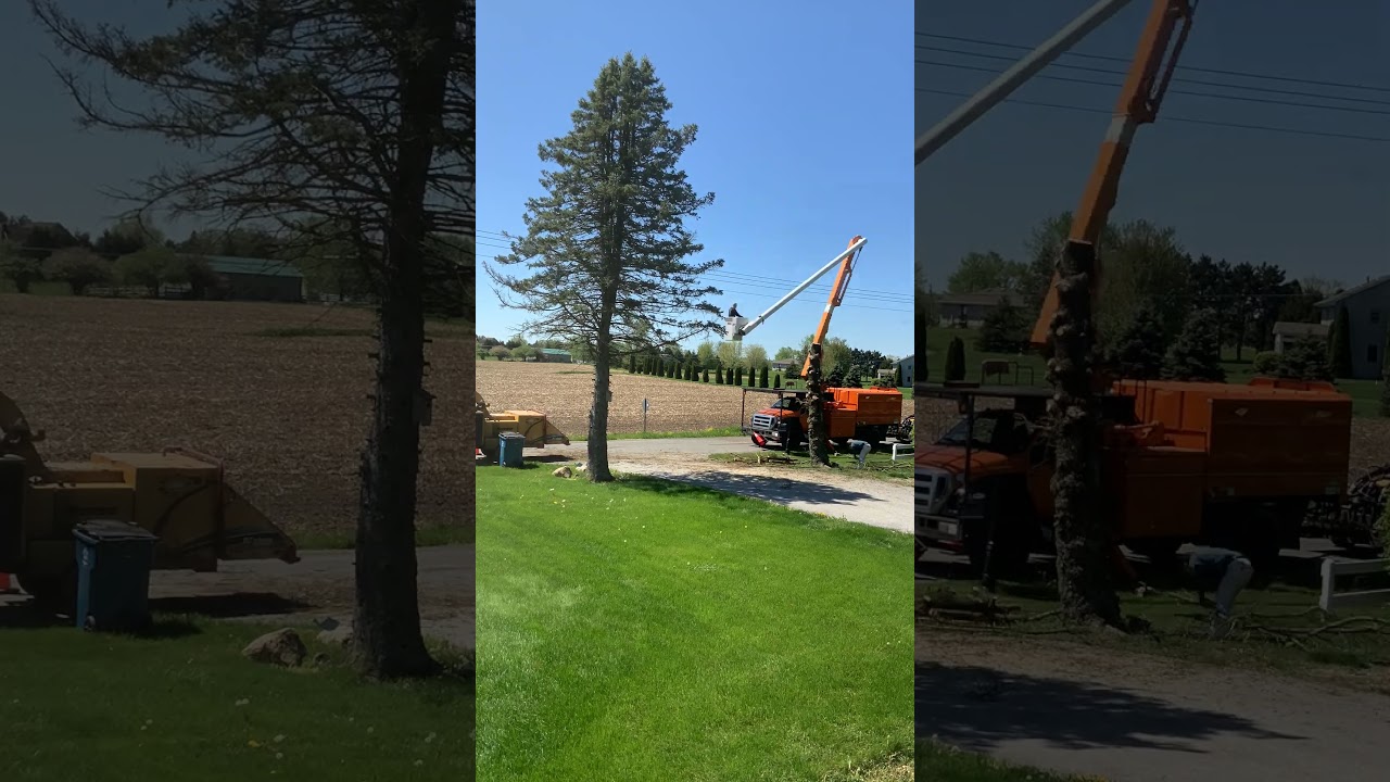Time-lapse Removal of dead pine tree. Valparaiso Indiana 