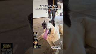 RIGOR the ALABAI now at Manalo Resort Hotel by Manalo K9 ● Meta Animals 54 views 3 weeks ago 10 minutes, 4 seconds