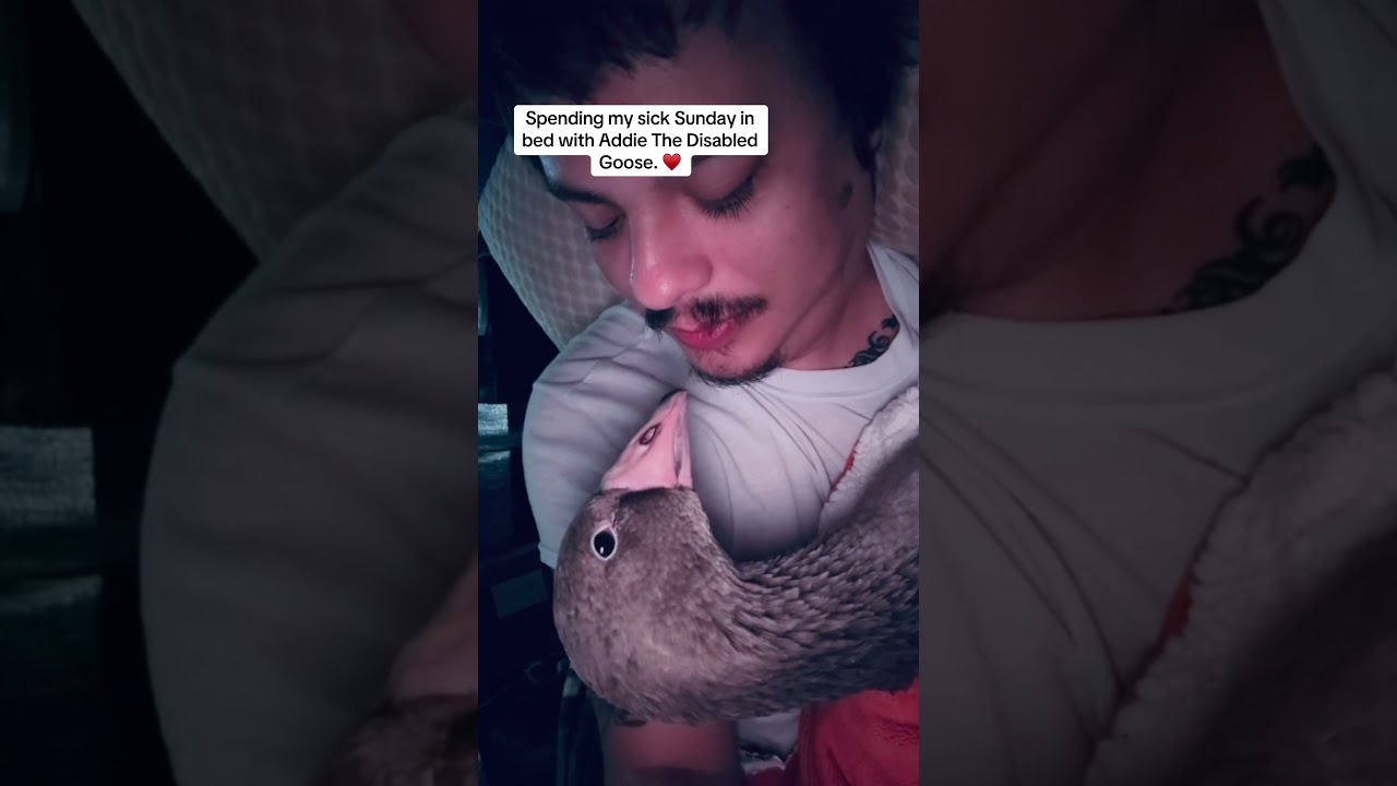 Spending my sick Sunday in bed with Addie The Disabled Goose. ♥️
