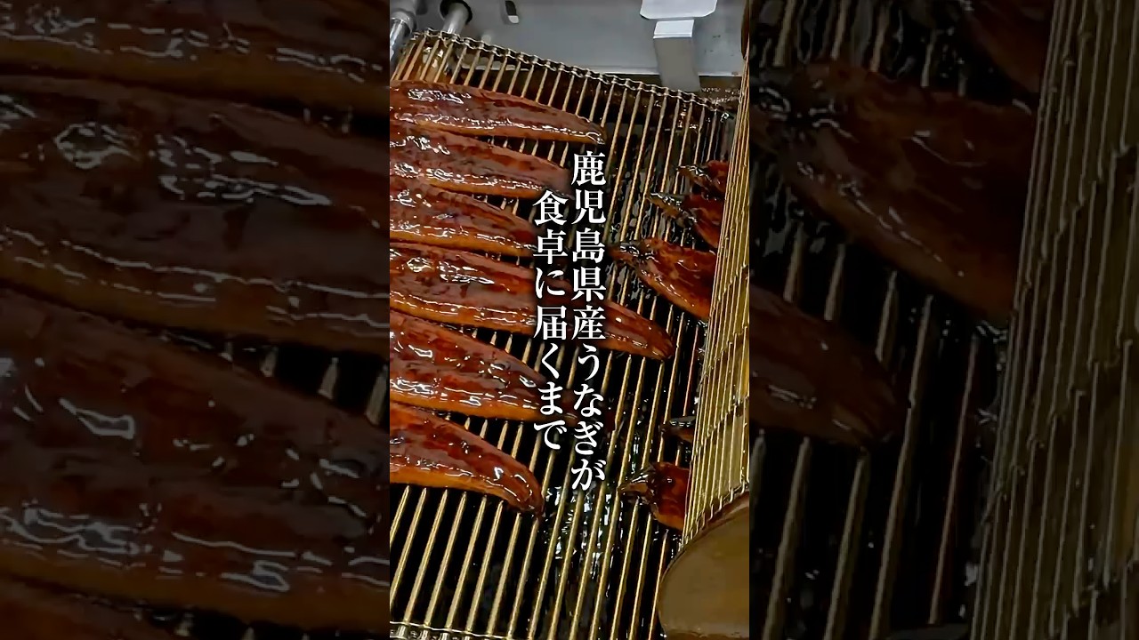 うなぎ 国産 無投薬 2尾 約180g×2本 鰻 鹿児島県産 鰻 うなぎ ウナギ