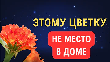 Почему важно иметь цветы в доме