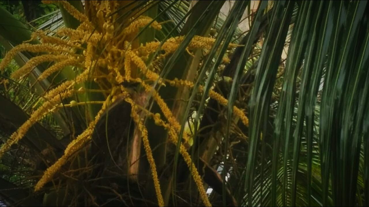 Coconut tree timelapse YouTube