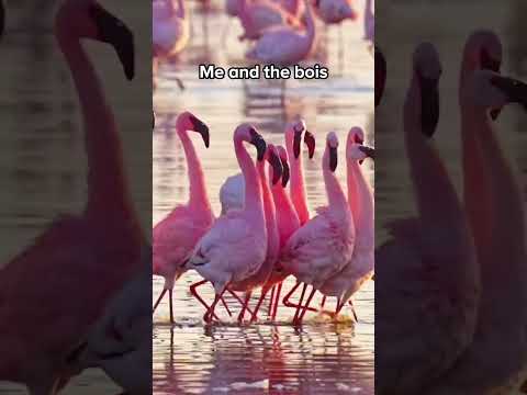 The Most Unique CLIQUE 