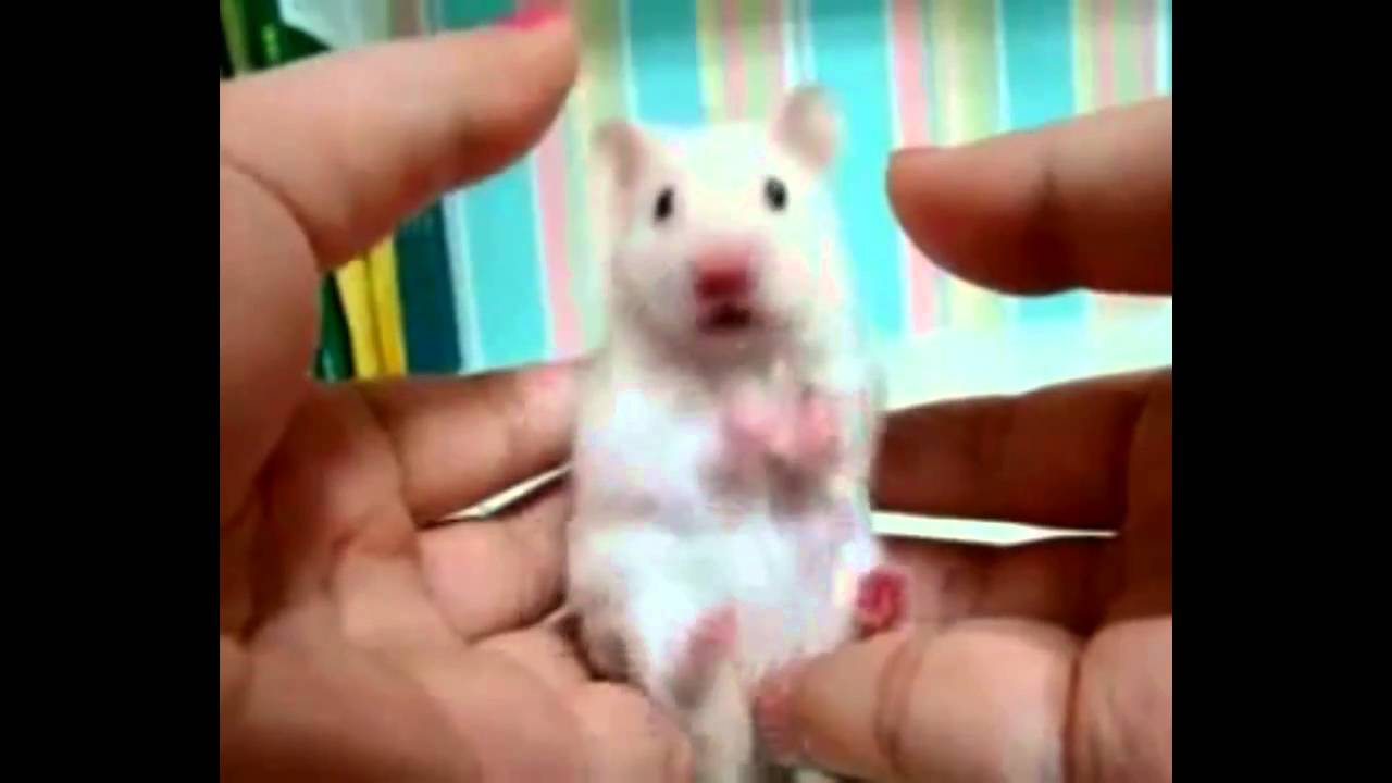 Dramatic Mouse - YouTube