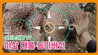 능이버섯 야산 산행 대물능이버섯 by 산타는 아빠 TV 7,357 views 1 year ago 14 minutes, 46 seconds