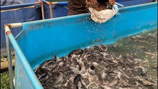 How to feed your catfish