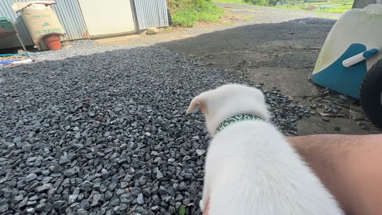 猟犬】新しい家族 紀州犬の獅子丸紹介 - YouTube