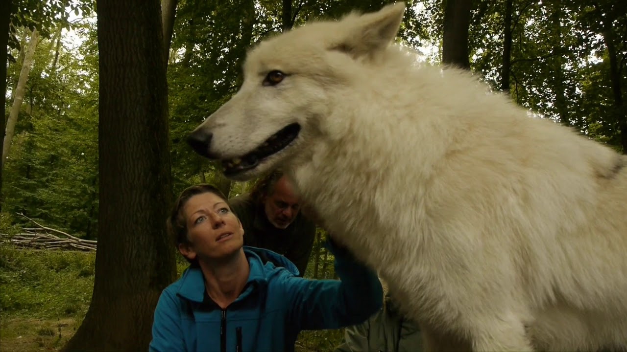 Zum Heulen Privat Und Fast Allein Unter Wolfen Youtube