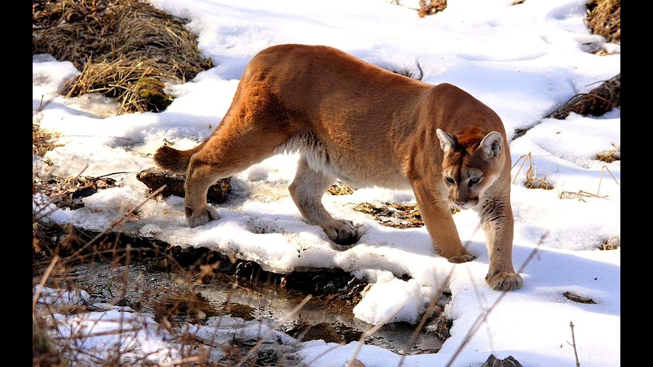 Aggressive Mountain Lion Sounds