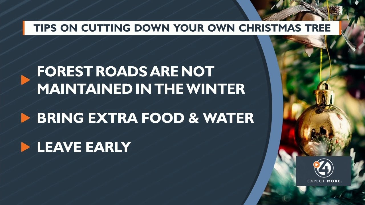 Tips on cutting down your Christmas tree YouTube