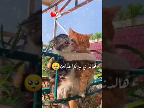 صباح الحب أجمل حالات حالات واتس مقاطع انستقرام صباح الخير