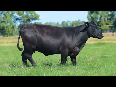 LOTE 180   TAT 1230 F Ultrablack