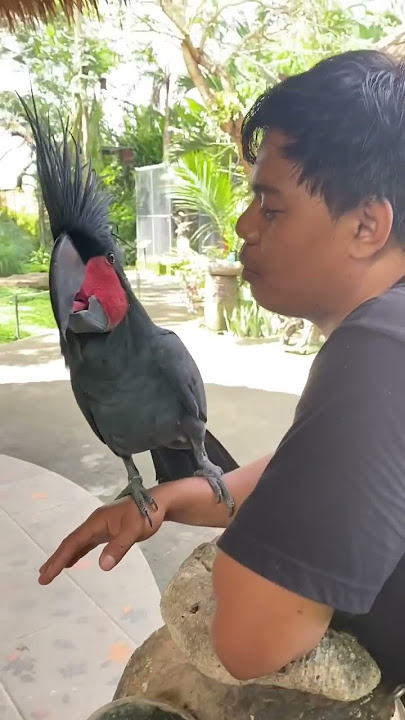 Download lagu Burung kakak tua hitam#😱😱😱😶🌫️