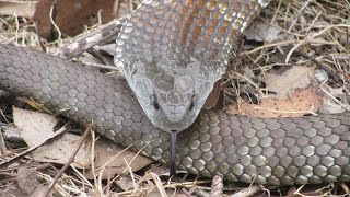 Tiger Snake Removal Ivanhoe.