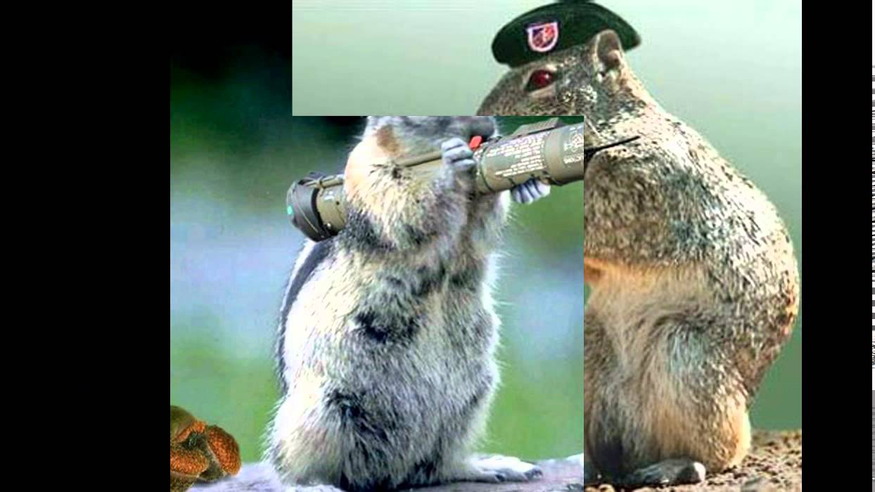 Animals With Guns Memes