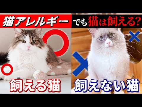 ねこアレルギー How to Deal with Cat Allergies and Recommended Breeds: A
