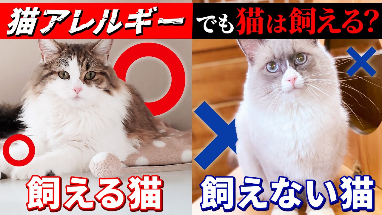 How to Deal with Cat Allergies and Recommended Breeds: A